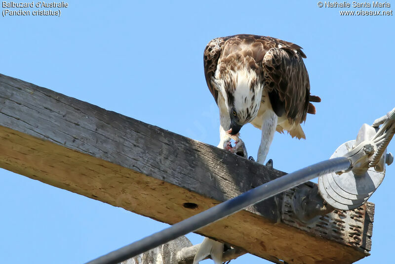 Osprey (cristatus)juvenile, identification, eats