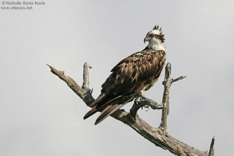 Ospreyimmature, identification