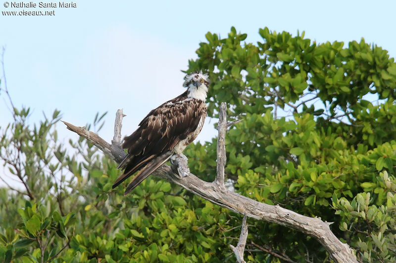 Ospreyimmature, identification