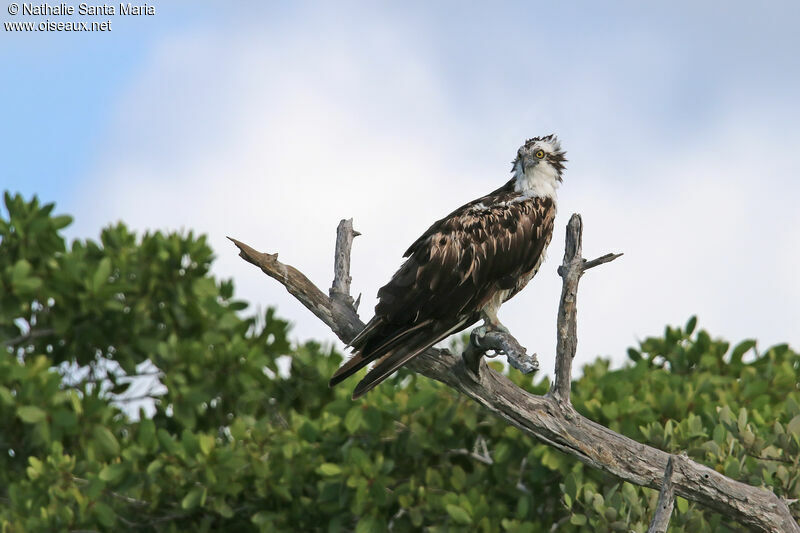 Ospreyimmature, identification