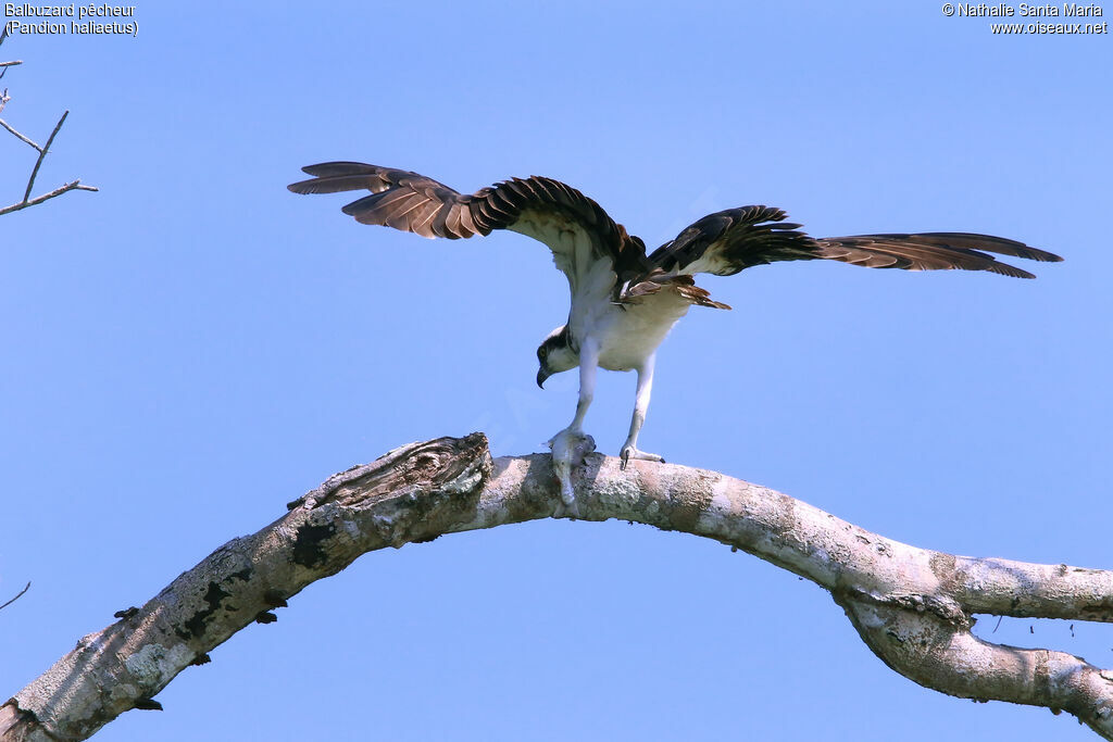 Balbuzard pêcheuradulte, Vol, régime, pêche/chasse