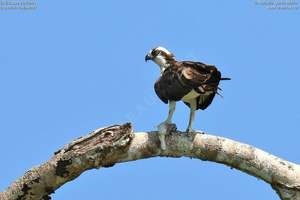 Balbuzard pêcheuradulte, identification, régime