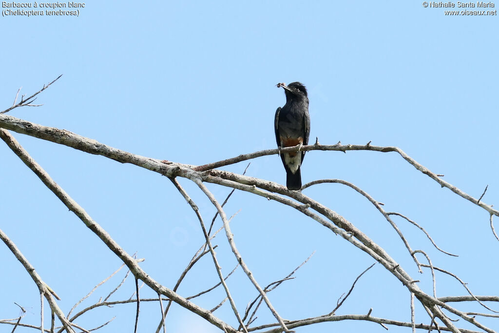 Barbacou à croupion blanc