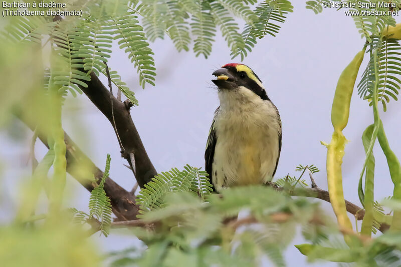 Red-fronted Barbetadult, identification, habitat, eats