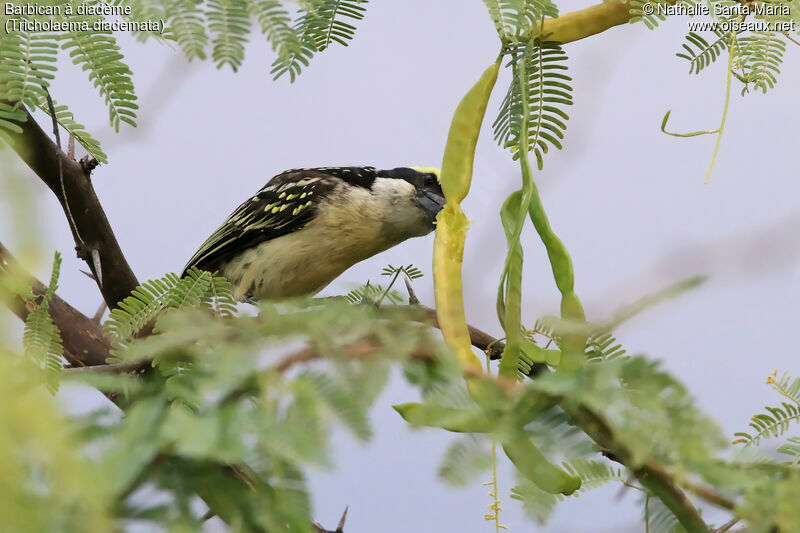 Red-fronted Barbetadult, identification, habitat, eats