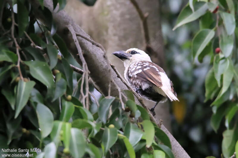 White-headed Barbetadult, habitat, pigmentation