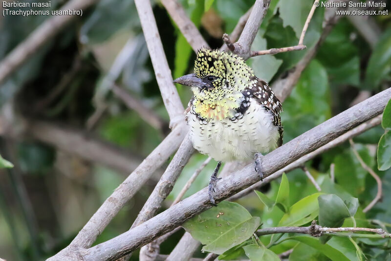 Usambiro Barbetadult, identification, habitat