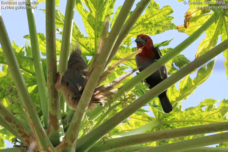 Black-billed Barbetadult, identification, habitat