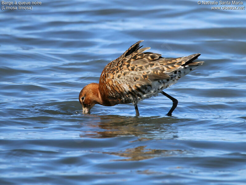 Barge à queue noireadulte nuptial, identification, marche, pêche/chasse