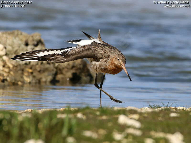 Black-tailed Godwitadult breeding, identification, habitat, Behaviour