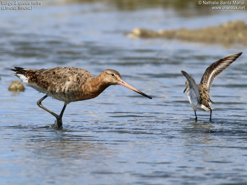 Black-tailed Godwitadult breeding, identification, walking, Behaviour