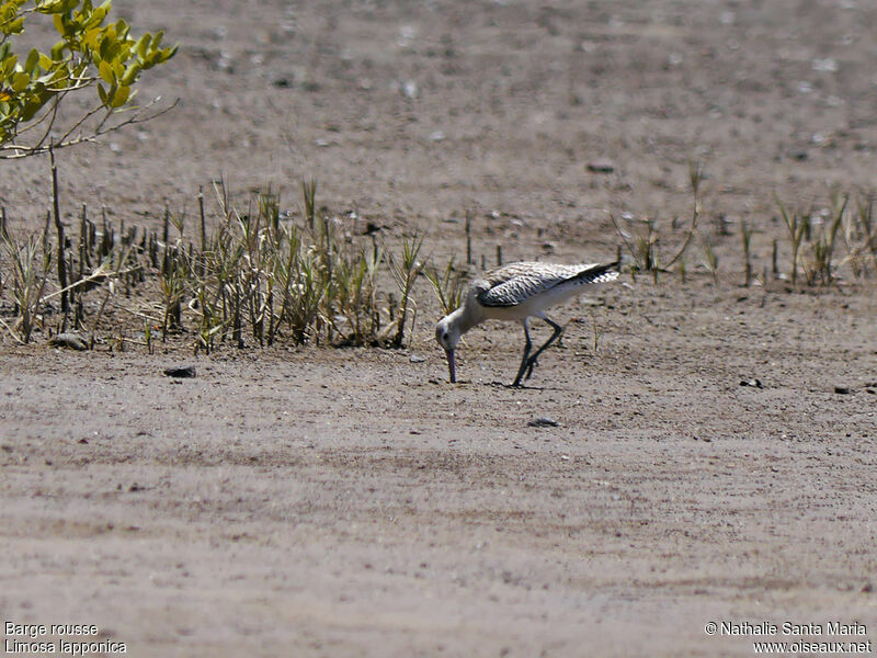 Bar-tailed Godwitadult post breeding, walking, fishing/hunting, Behaviour