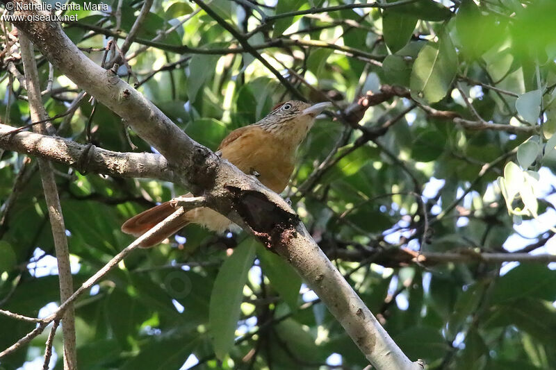 Barred Antshrike female adult, habitat