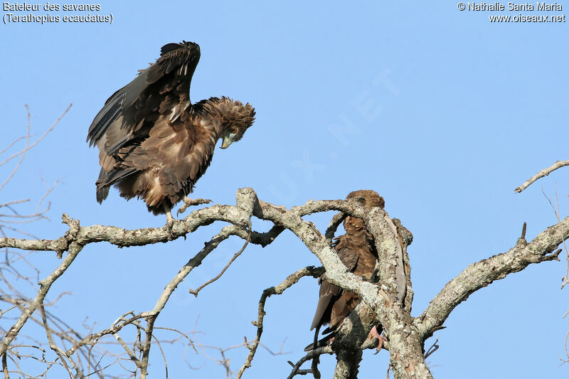 Bateleur des savanesimmature, identification, Comportement