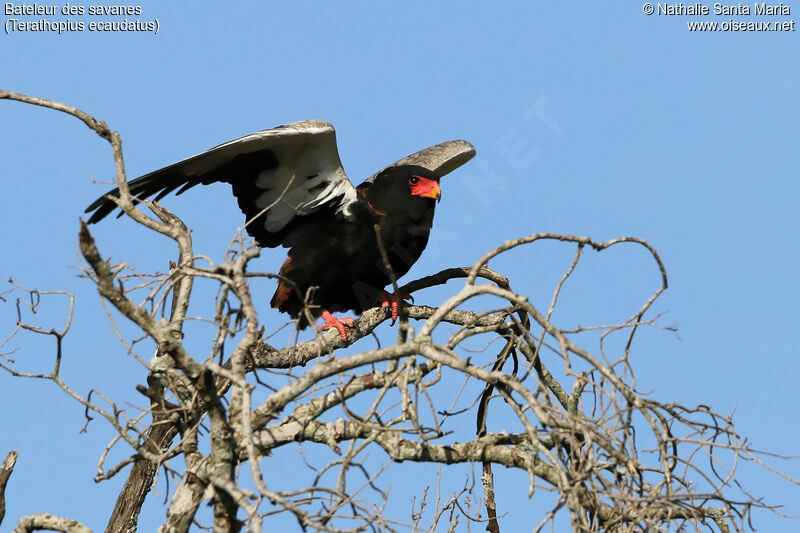 Bateleuradult, identification, habitat, Behaviour