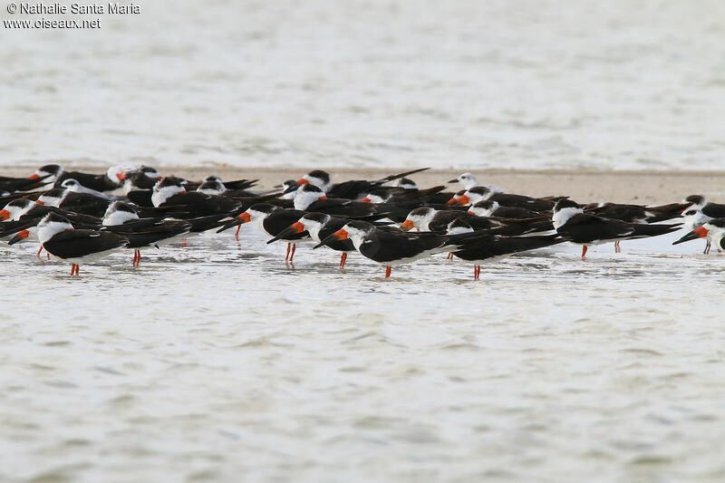 Black Skimmer, habitat