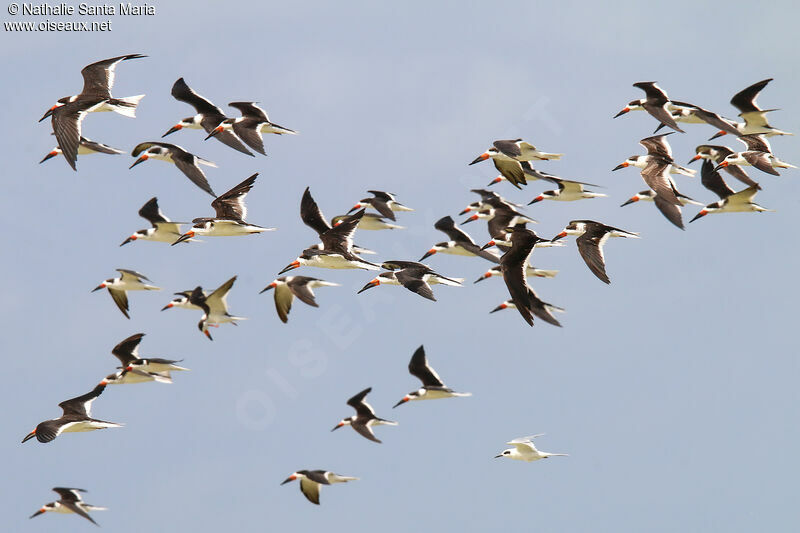 Black Skimmer, Flight