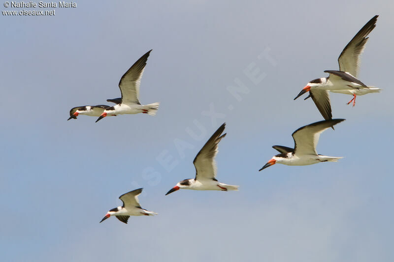 Black Skimmer, Flight