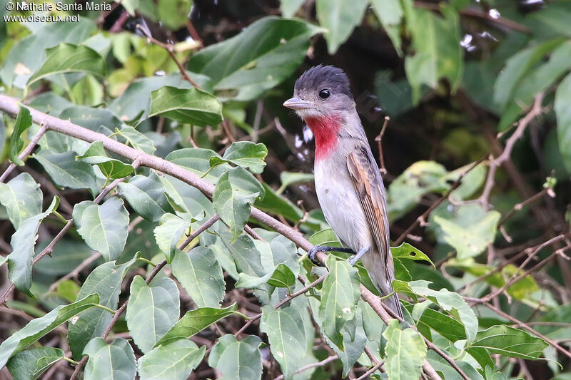 Rose-throated Becard male adult, identification