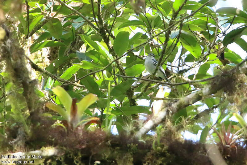 Cryptic Becard male adult, habitat