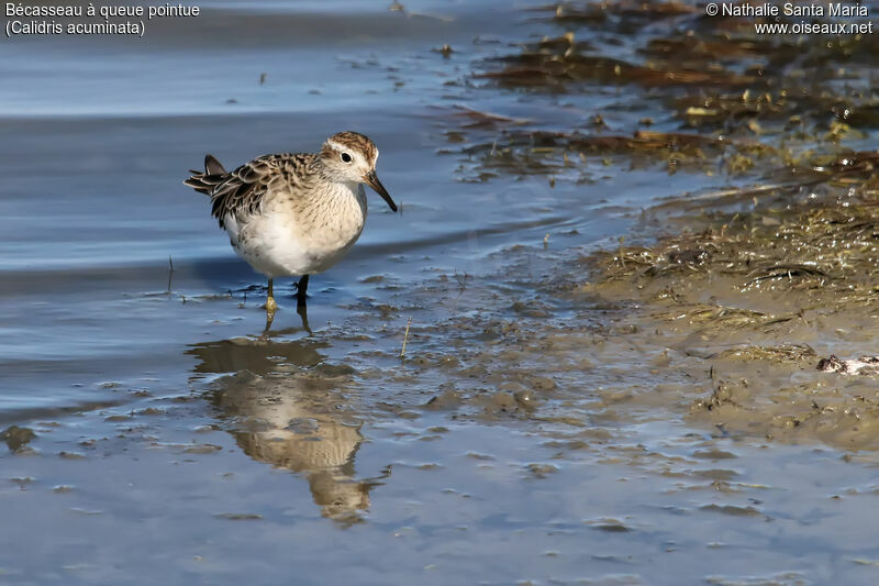 Sharp-tailed Sandpiperadult, identification