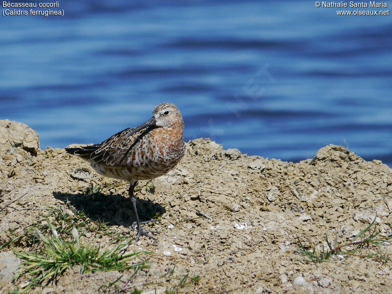 Curlew Sandpiperadult breeding