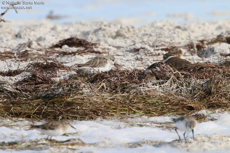 Western Sandpiper, habitat