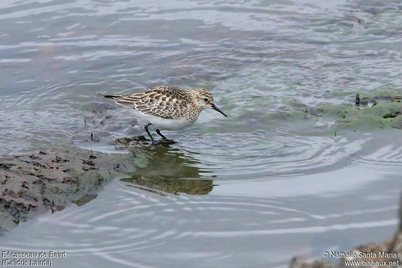 Baird's Sandpiperadult, identification, walking