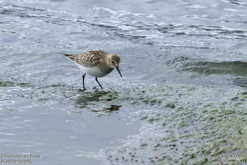 Baird's Sandpiperadult, identification, fishing/hunting