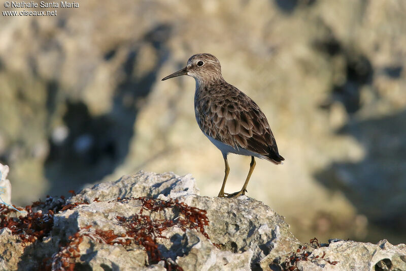 Least Sandpiperadult post breeding, identification