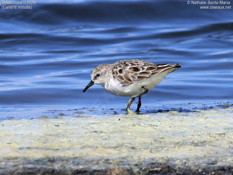 Little Stintjuvenile, identification, habitat, walking, Behaviour