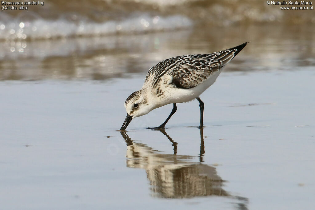 Bécasseau sanderling, identification, marche, pêche/chasse