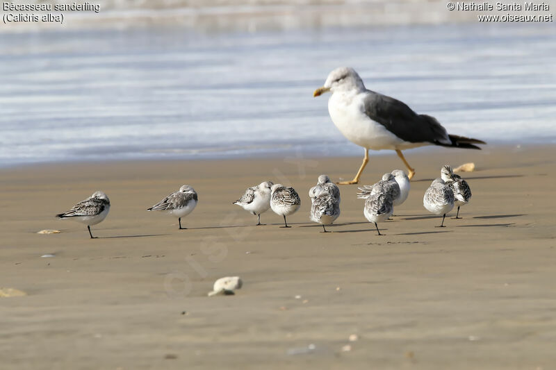 Sanderlingadult, identification, habitat, Behaviour