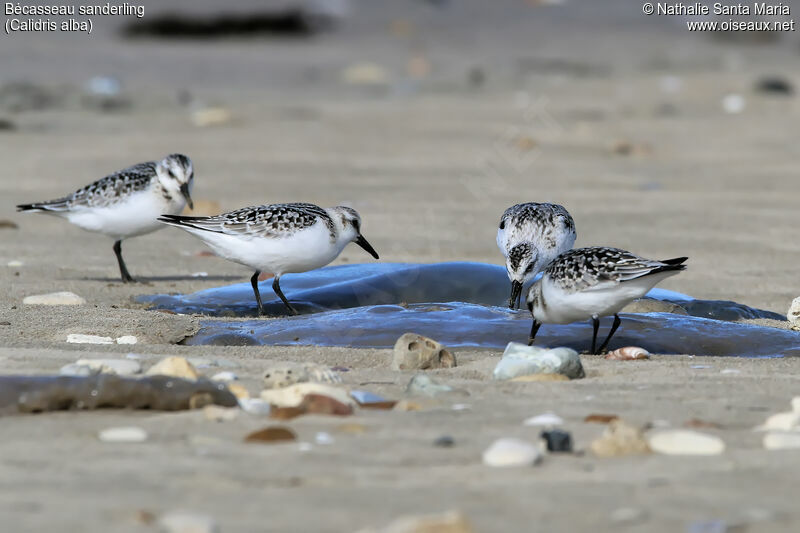 Sanderlingjuvenile, identification, habitat, eats