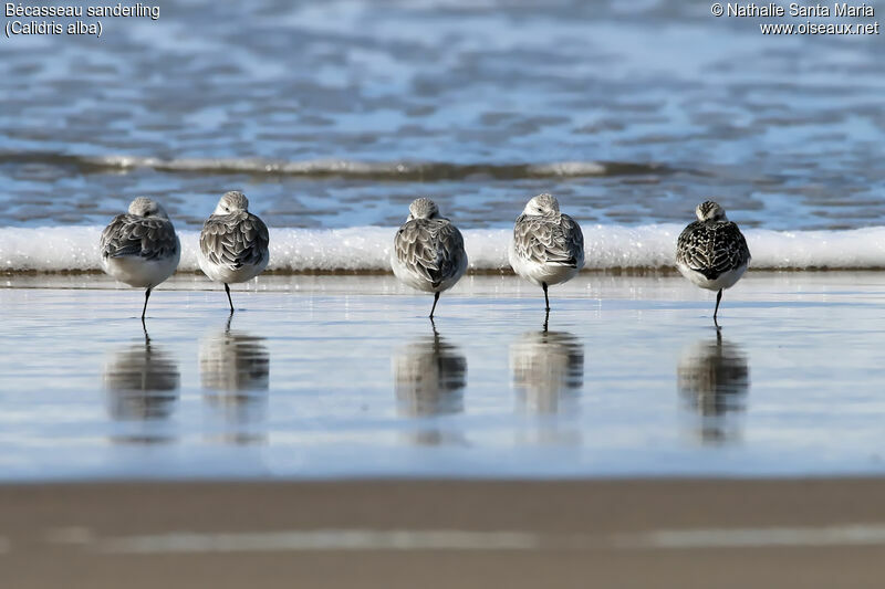 Sanderlingadult, identification, habitat, Behaviour