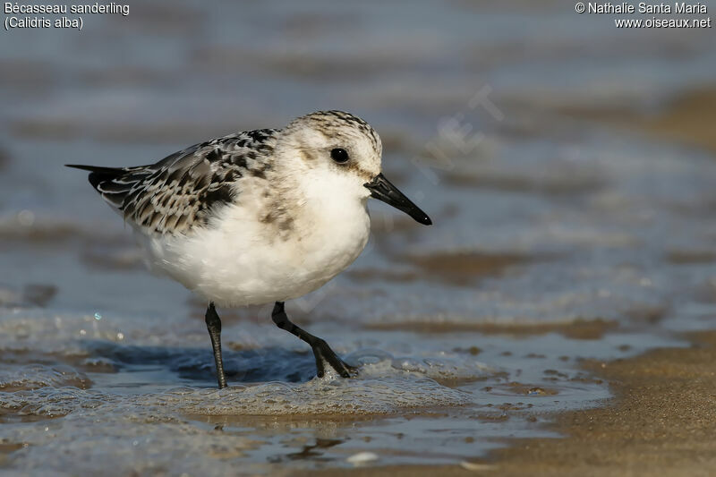 Sanderling, identification, habitat, walking