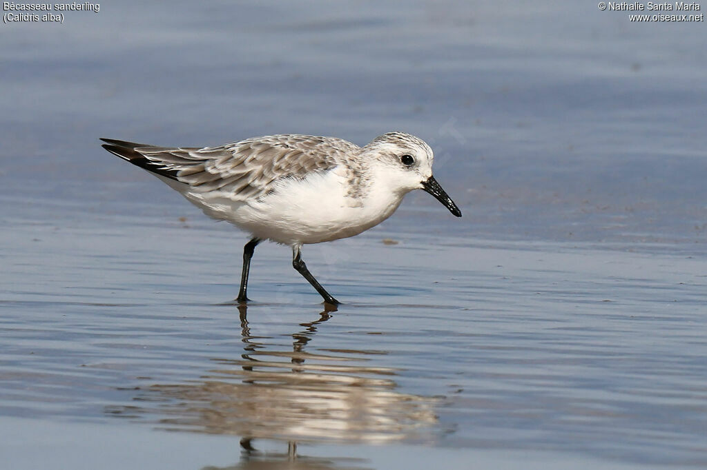 Bécasseau sanderling, identification, marche