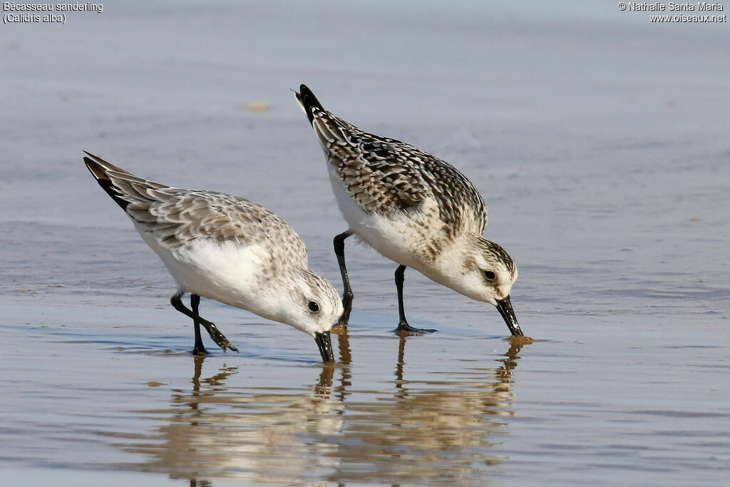 Bécasseau sanderling, habitat, marche, pêche/chasse