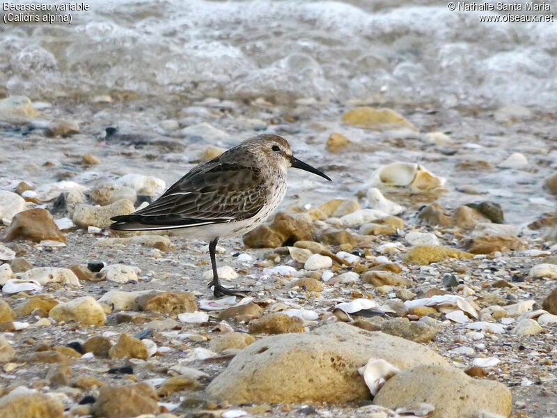 Bécasseau variable1ère année, identification, habitat, composition, Comportement