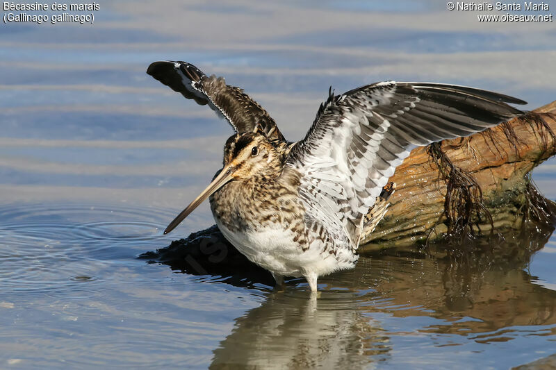 Common Snipeadult, habitat, aspect, Behaviour