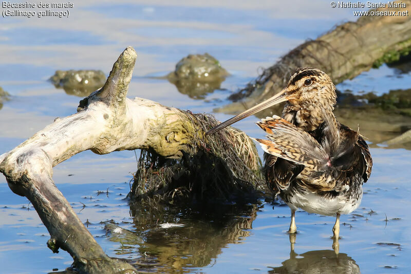 Common Snipeadult, identification, habitat, care