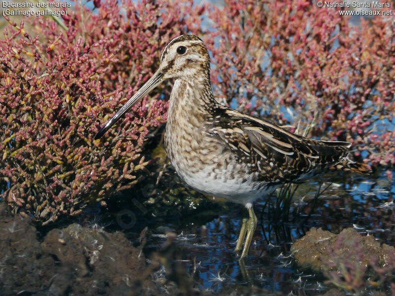 Common Snipeadult, identification, close-up portrait, Behaviour