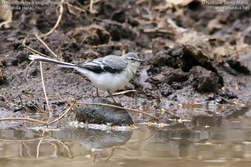 Bergeronnette à longue queueadulte, identification, habitat, marche