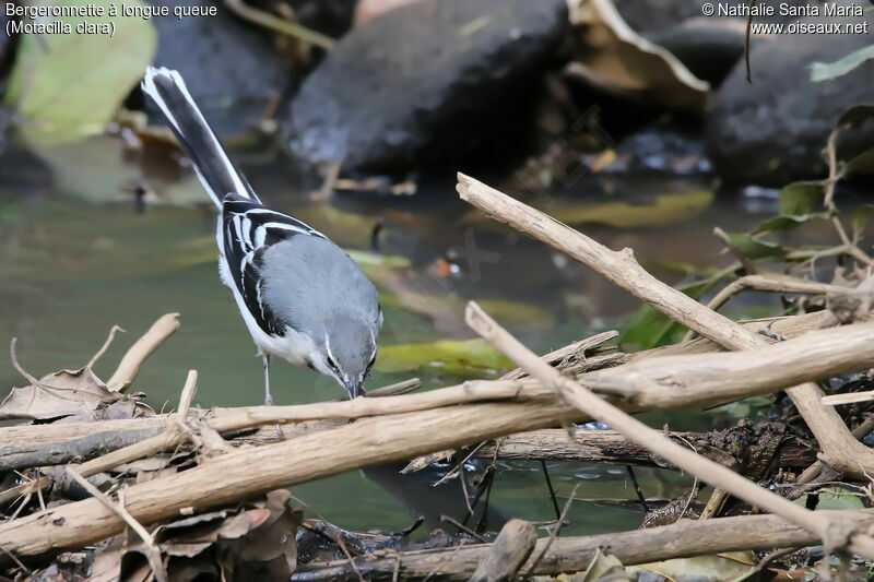 Mountain Wagtailadult, identification, habitat, walking