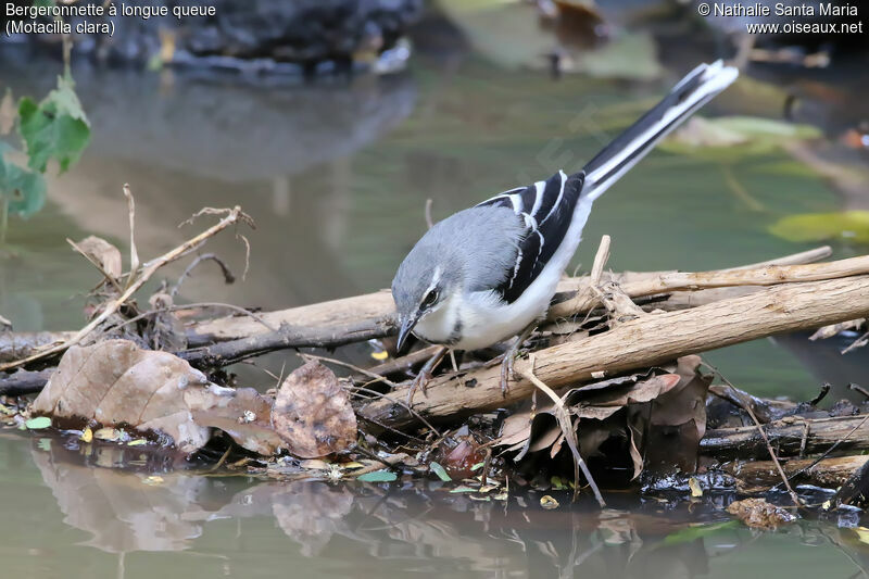 Mountain Wagtailadult, identification, habitat, fishing/hunting