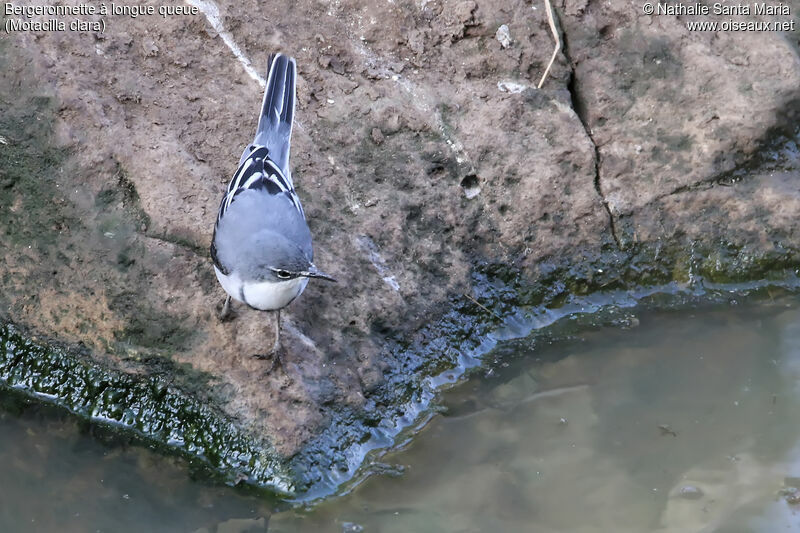 Mountain Wagtailadult, identification, habitat, fishing/hunting