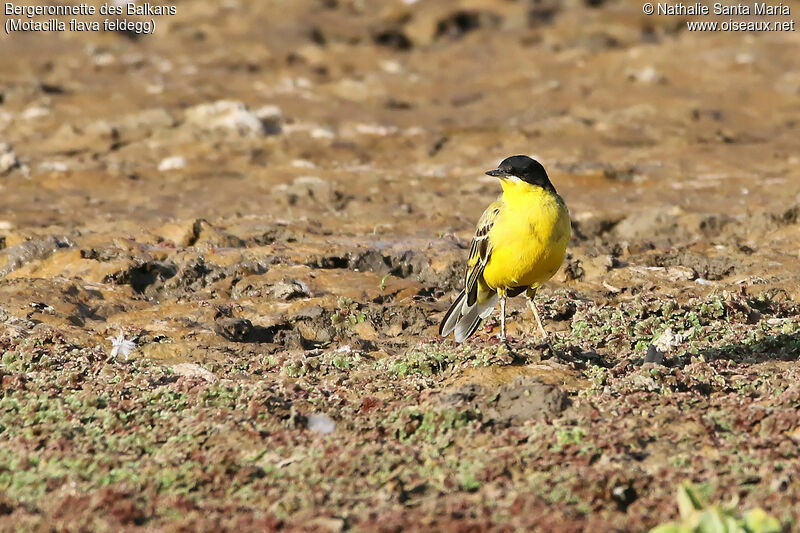 Bergeronnette des Balkansadulte, identification, habitat