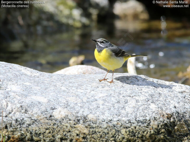 Grey Wagtail male adult breeding, identification, habitat, Behaviour