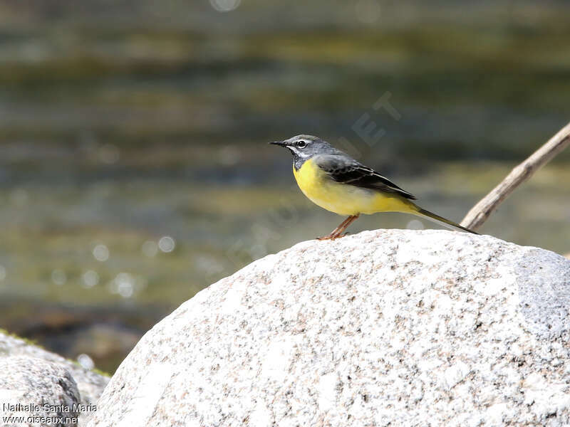 Bergeronnette des ruisseaux mâle adulte nuptial, identification, Comportement