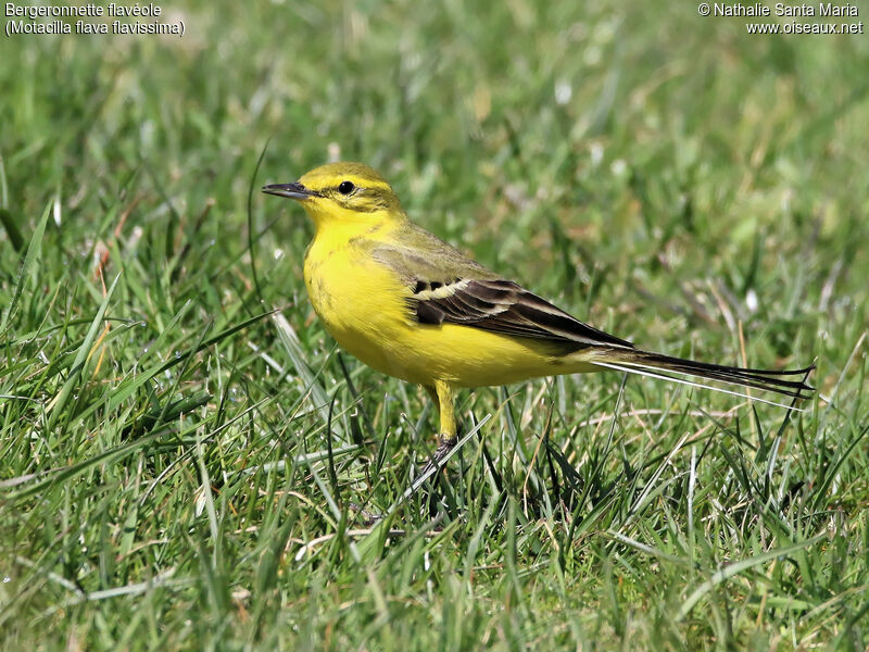 Western Yellow Wagtail (flavissima) male adult breeding, identification, habitat, walking